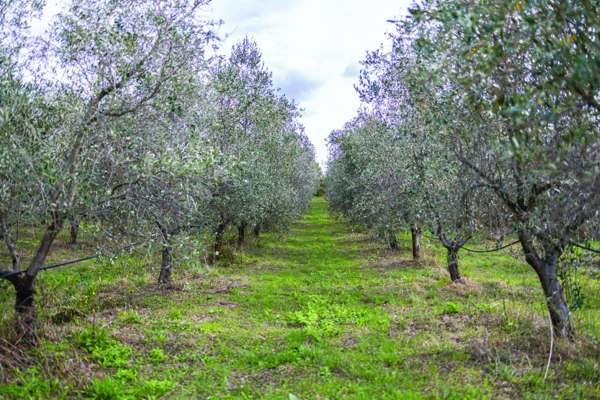 Agriturismo La Petrosa Ceraso Εξωτερικό φωτογραφία